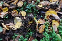 Parco Europa Autunno_054